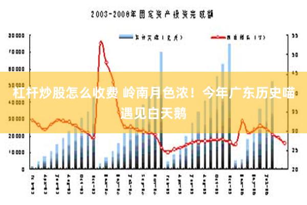 杠杆炒股怎么收费 岭南月色浓！今年广东历史喵遇见白天鹅